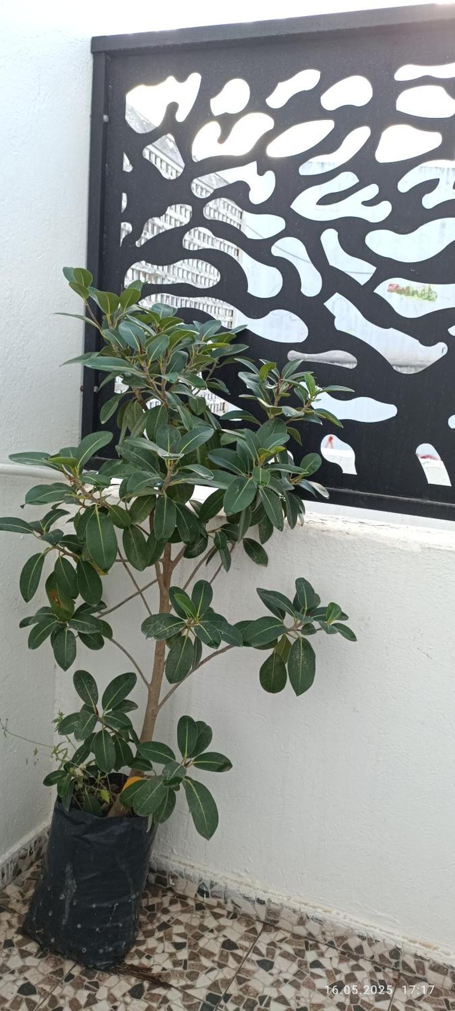 Residence Debbabi Sans Coupure D'Eau 모나스티르 객실 사진